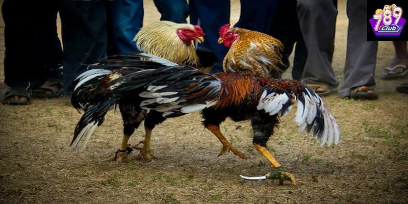 Đá gà hiệu quả vai trò của chiến lược